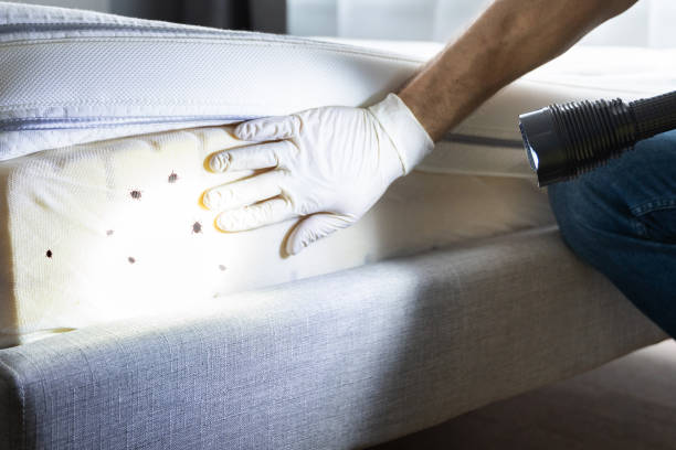 Reliable Stanwood, WA Pest Control Solutions